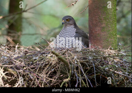 Vrouwtje Sperwer op het Nest; weibliche Eurasian Sparrowhawk auf dem Nest Stockfoto