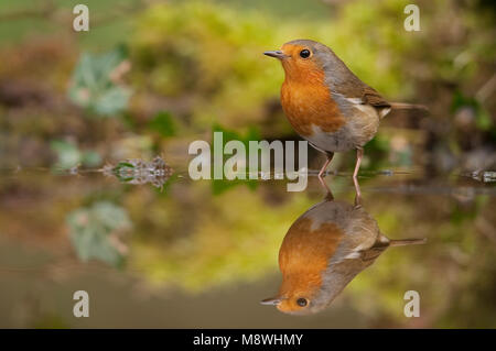 Roodborst zittend bij Wasser met spiegelbeeld ; Europäische Robin mit Reflexion im Wasser gehockt Stockfoto