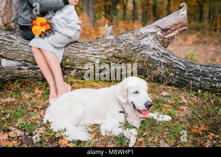 Herbst Porträt des weißen Retriever Groun-Up in gelbe Blätter liegen. Hintergrund-Liebespaar Stockfoto