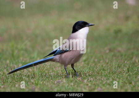 Blauwe ekster op Grasland; Azure - winged Magpie in der Wiese gelegen Stockfoto