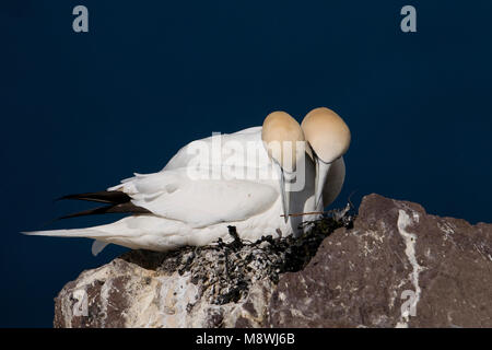 Jan van genten in Kolonie; Basstölpel in der colonie Stockfoto