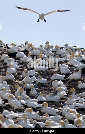 Jan van genten in Kolonie; Basstölpel in der colonie Stockfoto