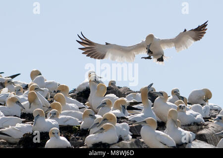 Jan van genten in Kolonie; Basstölpel in der colonie Stockfoto