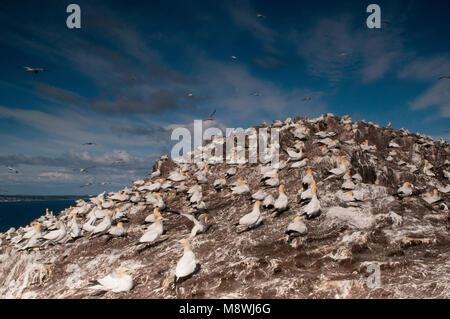 Jan van genten in Kolonie; Basstölpel in der colonie Stockfoto
