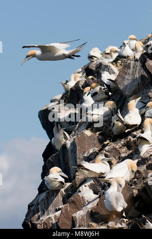 Jan van genten in Kolonie; Basstölpel in der colonie Stockfoto