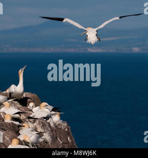 Jan van genten in Kolonie; Basstölpel in der colonie Stockfoto