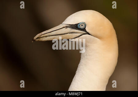 Jan-van-gent Close-up; Northern Gannet close-up Stockfoto