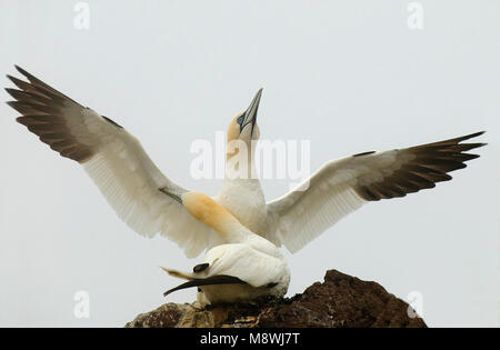 Jan van genten in Kolonie; Basstölpel in der colonie Stockfoto