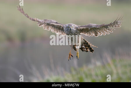 Havik onvolwassen landend; Northern Goshawk unreifen Landung Stockfoto