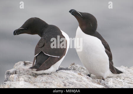 Alk baltsend op rotskust; Tordalk Anzeigen auf einer Klippe Stockfoto