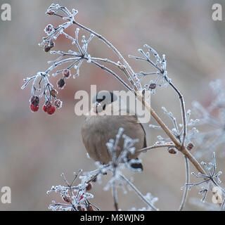 Vrouwtje Goudvink in de Winter; weibliche Eurasischen Gimpel im Winter Stockfoto
