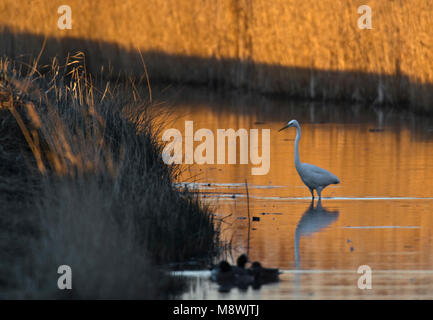 Grote Zilverreiger staand in Wasser; Silberreiher im Wasser gehockt Stockfoto