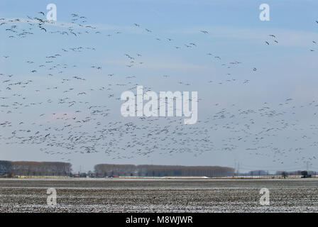 Grote groep Kolganzen in de Vlucht; große Herde Mehr mit weißer Fassade, die Gänse im Flug Stockfoto