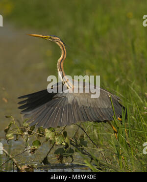 Purpurreiher Landung; Purperreiger landend Stockfoto