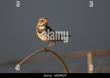 Vrouwtje Blauwborst; Weiblicher White-Spotted Blaukehlchen Stockfoto