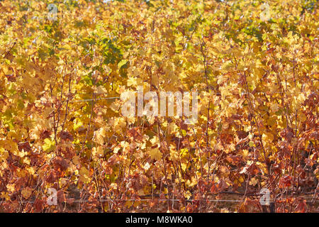 Weinstock gelbe Blätter Textur Hintergrund an einem sonnigen Herbsttag Stockfoto