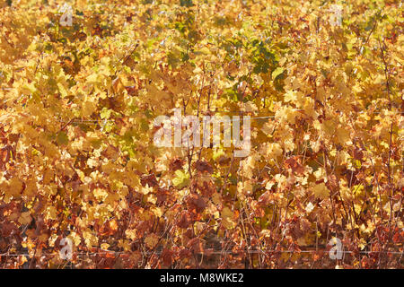 Weinstock gelbe Blätter Textur Hintergrund im Herbst, Sonnenlicht Stockfoto