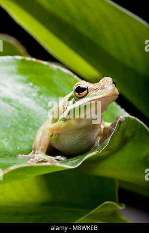 Kleinen grünen Laubfrosch sitzt auf einem Bananenblatt Stockfoto