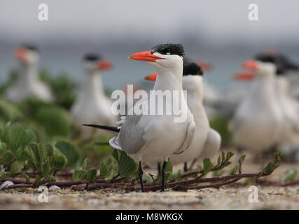 Groep Reuzensterns op het Strand; Gruppe der Kaspischen Seeschwalben am Strand Stockfoto