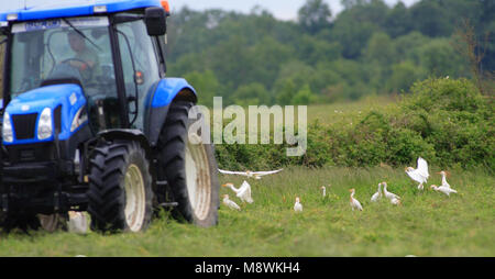 Reiher nach einem Traktor Frankreich, Koereigers een Traktor volgend Frankrijk Stockfoto