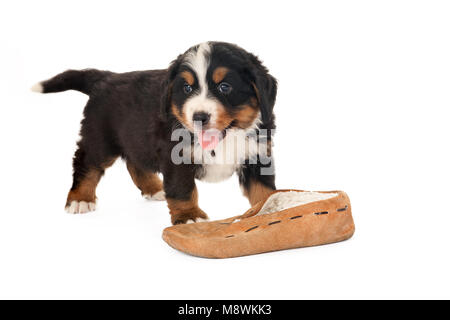 Berner Sennenhund Welpen spielen mit einem Pantoffel Stockfoto