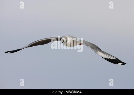 Volwassen Grijskopmeeuw in de Vlucht; Erwachsene grau - Möwe im Flug vorangegangen Stockfoto