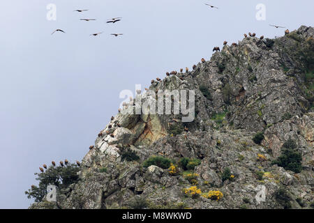 Vale Gieren, Gänsegeier Stockfoto