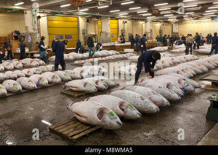 Reihen von Thunfisch auf Paletten in Tsukiji Fischmarkt in Tokio Stockfoto