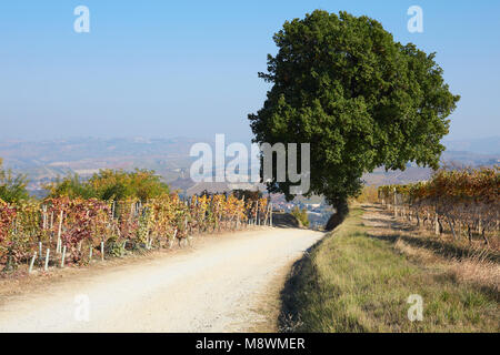 Pfad und Big Oak Tree von Weinbergen in der Landschaft im Herbst umgeben, blauer Himmel in Italien Stockfoto