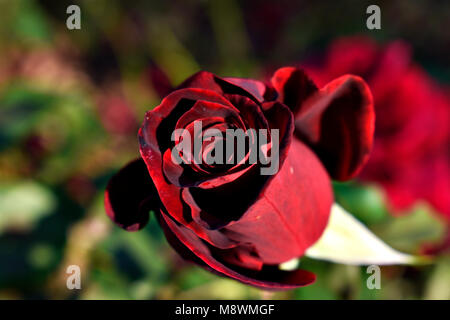 Lange Schönheit und Vollkommenheit, rote Rosen sind eine altehrwürdige Weg zu sagen "Ich liebe Dich." Ob zum Geburtstag, zum Valentinstag oder einfach nur Stockfoto
