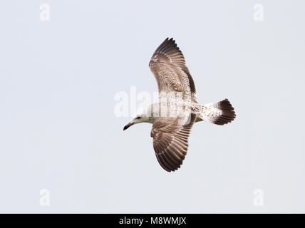 Eerste winter Pontische Meeuw in Vlucht, ersten Winter, Kaspischen Möwe im Flug Stockfoto