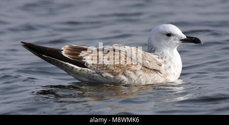 Eerste winter Pontische Meeuw, ersten Winter, Caspian Gull Stockfoto