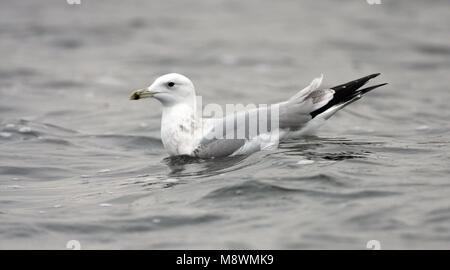 Derde winter Pontische Meeuw, Dritten winter Caspian Gull Stockfoto