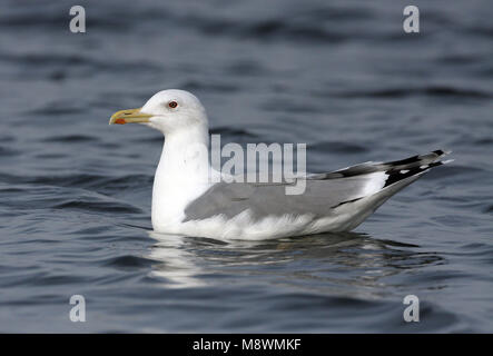 Nach winter Pontische Meeuw, Erwachsene winter Caspian Gull Stockfoto