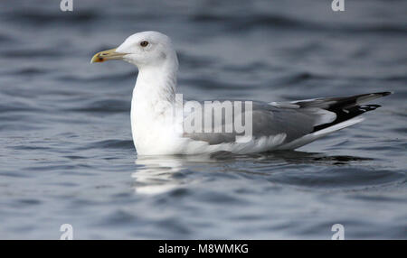 Nach winter Pontische Meeuw, Erwachsene winter Caspian Gull Stockfoto