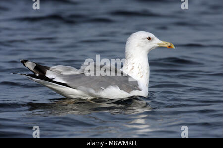 Nach winter Pontische Meeuw, Erwachsene winter Caspian Gull Stockfoto