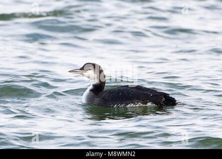 Common Loon im Winter Gefieder Stockfoto