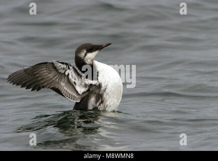 Eerste winter Erster winter Erster winter Zeekoet, Common Murre Stockfoto