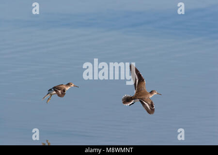 In Oeverloper vlucht, Flussuferläufer im Flug Stockfoto