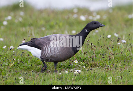 Rotgans Volwassen, Erwachsene dunkel-bellied Brent Stockfoto