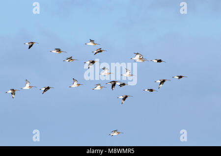 Groep Wulpen in Vlucht boven Wieringen; Herde der Eurasischen Brachvögel im Flug Stockfoto