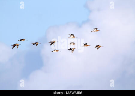 Groep Wulpen in Vlucht boven Wieringen; Herde der Eurasischen Brachvögel im Flug Stockfoto