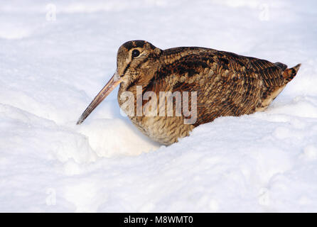 Houtsnip in de sneeuw, Eurasian Woodcock im Schnee Stockfoto