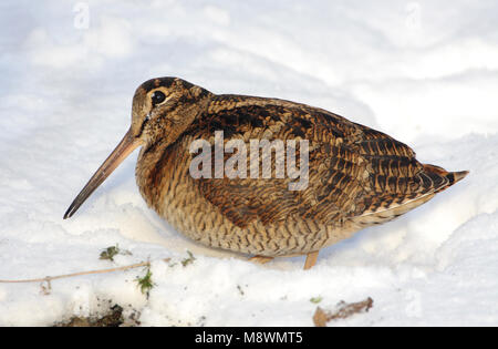 Houtsnip in de sneeuw, Eurasian Woodcock im Schnee Stockfoto