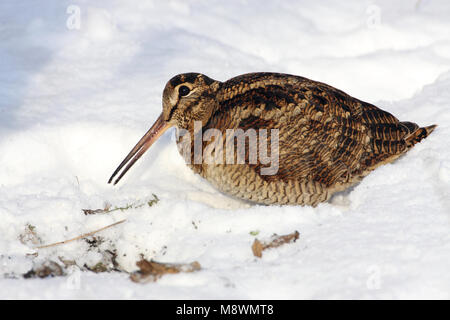 Houtsnip in de sneeuw, Eurasian Woodcock im Schnee Stockfoto