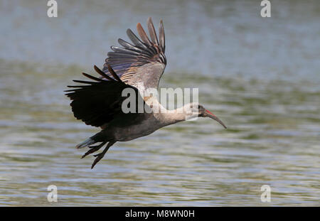 Vliegende Hadada - Ibis; Fliegen Hadada Ibis (Bostrychia Hagedash) Stockfoto