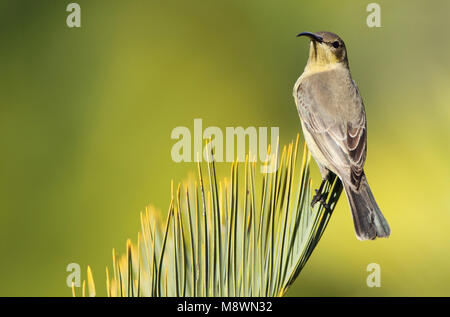 Vrouwtje Emeraldhoningzuiger, Malachit Sunbird Weiblich Stockfoto