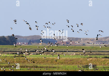 Groep Kieviten in Vlucht boven Texel; Herde des Nördlichen Kiebitze im Flug über Wiese auf Texel Stockfoto