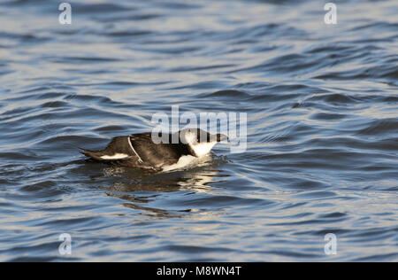 Eerste winter Alk, Erste winter Tordalk Stockfoto