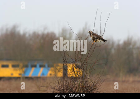 In Ruigpootbuizerd vlucht, rauh-legged Buzzard im Flug Stockfoto